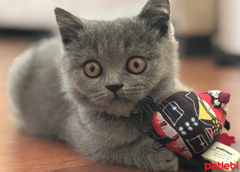 British Shorthair, Kedi  duman fotoğrafı