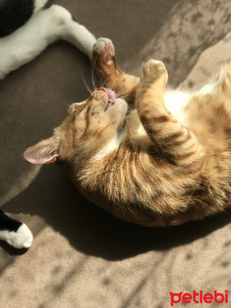 Sarman, Kedi  Tesla fotoğrafı