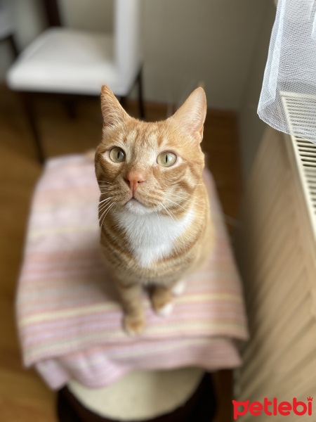 Sarman, Kedi  Tesla fotoğrafı