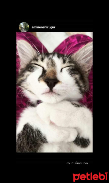 Tekir Kedi, Kedi  Süslü fotoğrafı
