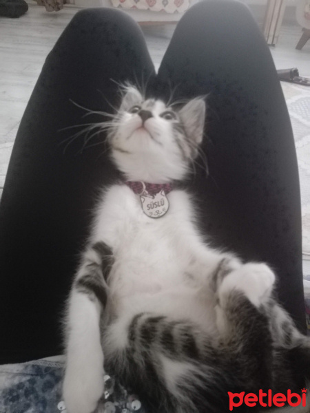 Tekir Kedi, Kedi  Süslü fotoğrafı