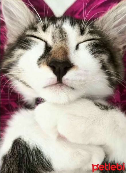 Tekir Kedi, Kedi  Süslü fotoğrafı