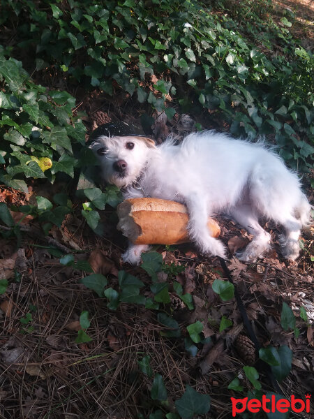 Maltese, Köpek  Şila fotoğrafı