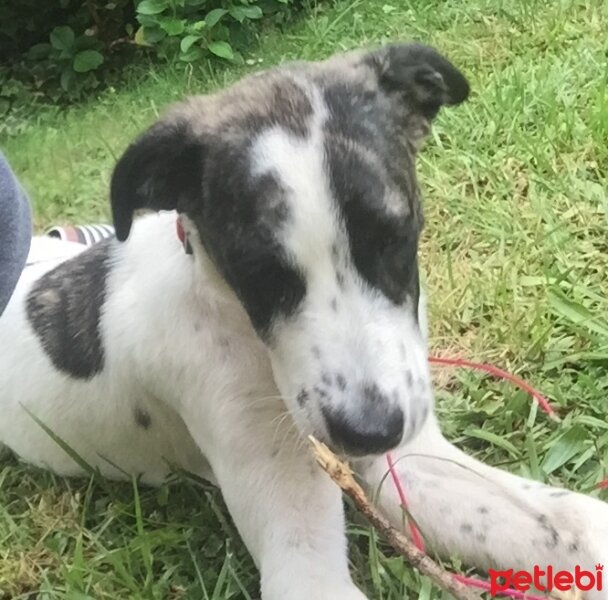 Pointer, Köpek  Linda fotoğrafı