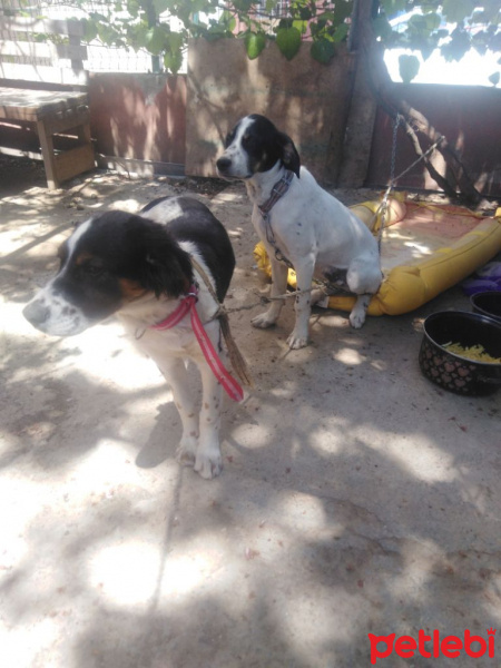 İngiliz Setter, Köpek  Zeytin fotoğrafı