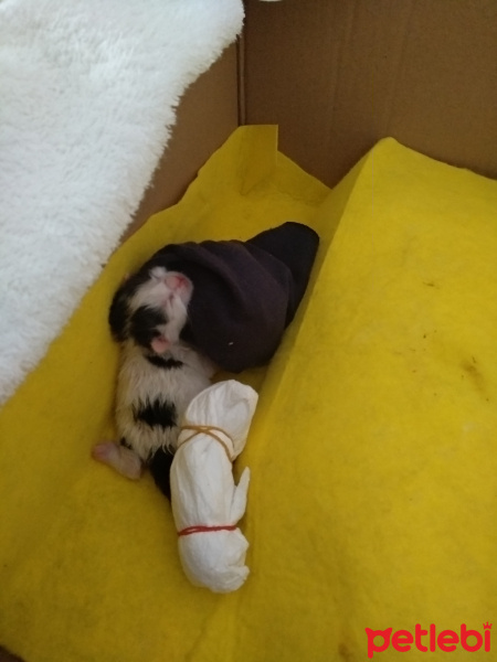 Tekir Kedi, Kedi  Komando fotoğrafı