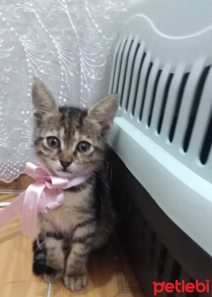 Tekir Kedi, Kedi  Poncik fotoğrafı