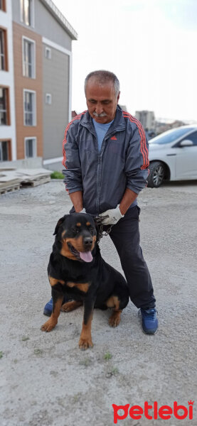 Rottweiler, Köpek  Vegas fotoğrafı