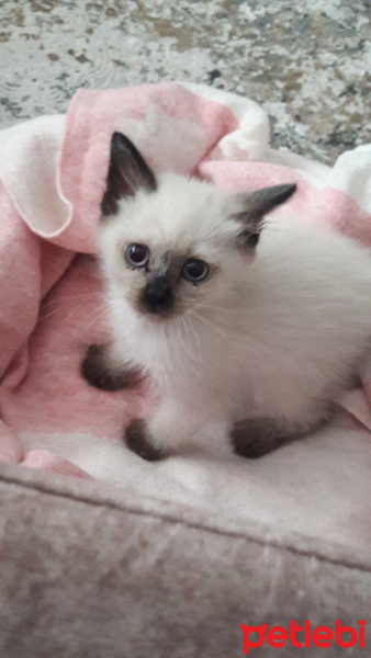 Siyam Kedisi, Kedi  Vena sirius fotoğrafı