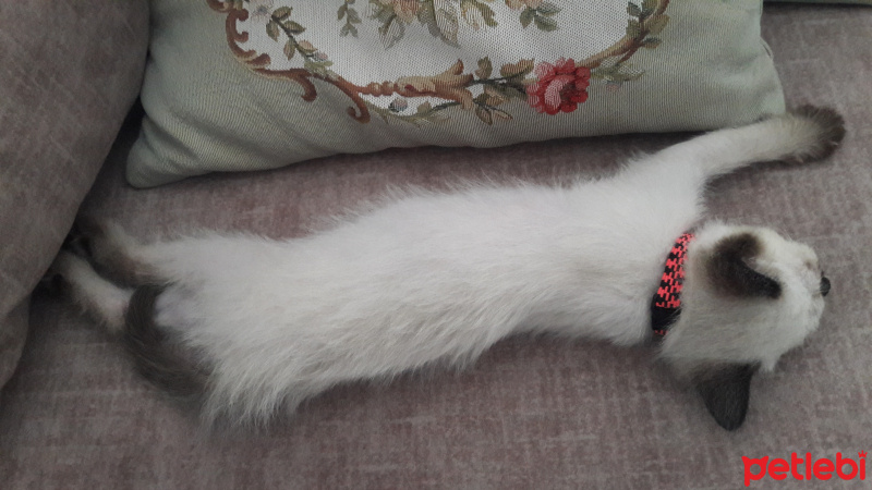 Siyam Kedisi, Kedi  Vena sirius fotoğrafı