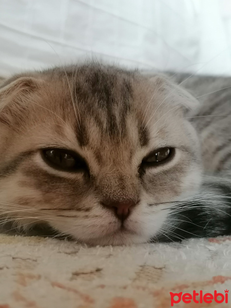 Scottish Fold, Kedi  Behlül fotoğrafı