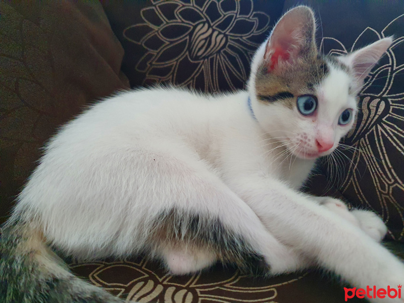 Tekir Kedi, Kedi  Maviş fotoğrafı