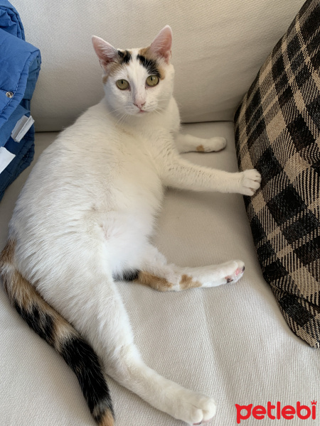 Tekir Kedi, Kedi  Bıdık fotoğrafı