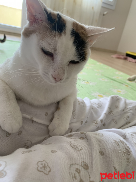 Tekir Kedi, Kedi  Bıdık fotoğrafı
