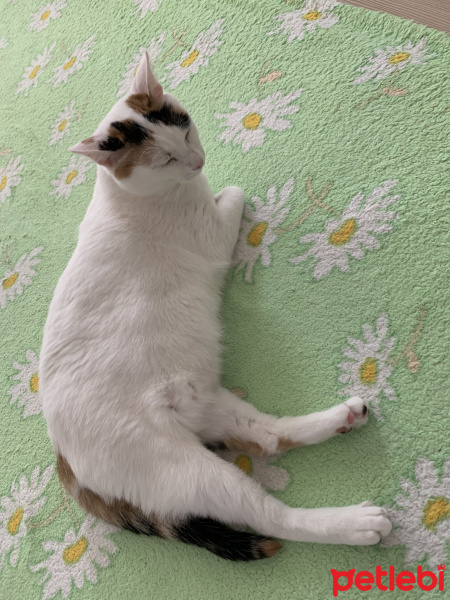 Tekir Kedi, Kedi  Bıdık fotoğrafı