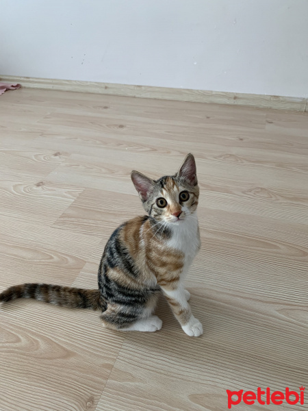 Tekir Kedi, Kedi  Şeker fotoğrafı