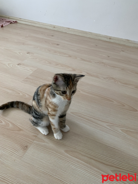 Tekir Kedi, Kedi  Şeker fotoğrafı