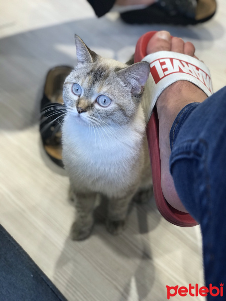 British Shorthair, Kedi  Balım fotoğrafı
