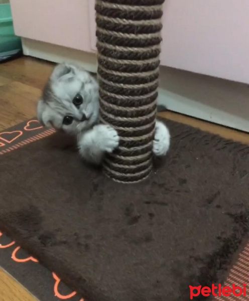 Scottish Fold, Kedi  LOKİ fotoğrafı