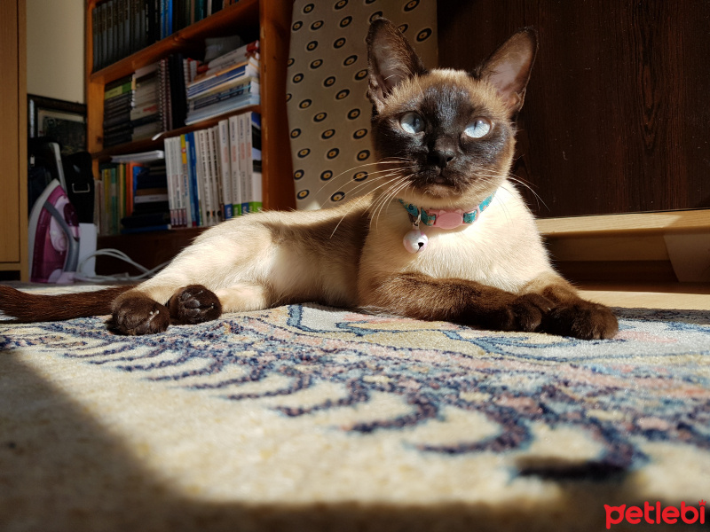 Siyam Kedisi, Kedi  Zencefil fotoğrafı