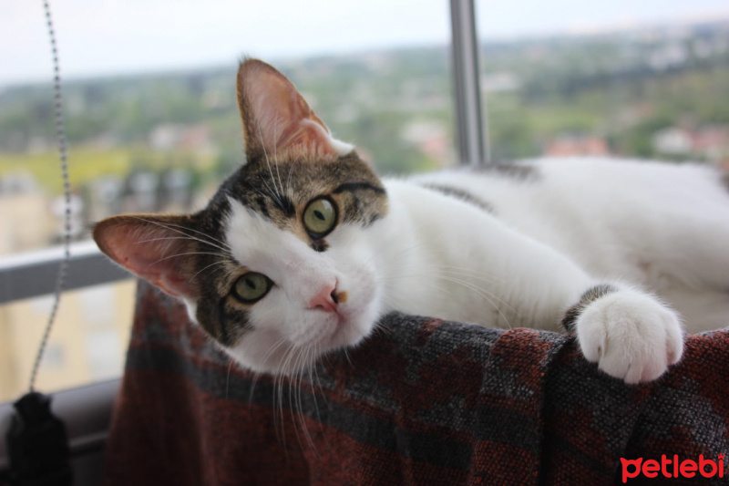Tekir Kedi, Kedi  Fiko fotoğrafı