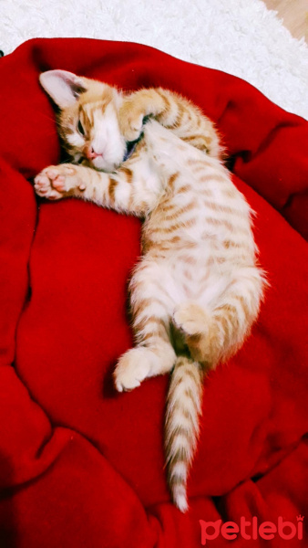 Sarman, Kedi  Şeftali fotoğrafı