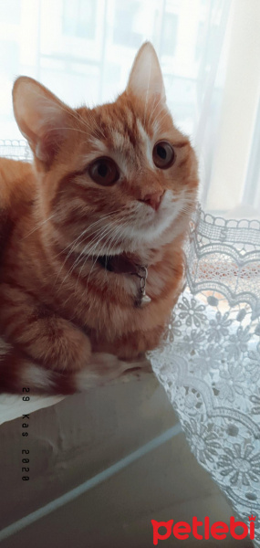 Sarman, Kedi  Şeftali fotoğrafı