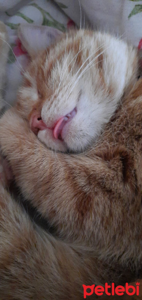 Sarman, Kedi  Şeftali fotoğrafı
