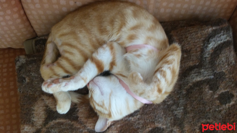Tekir Kedi, Kedi  Boncuk fotoğrafı