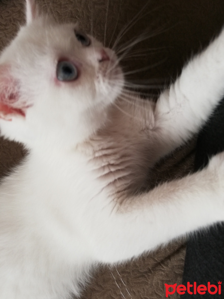 European Shorthair, Kedi  Lokum fotoğrafı