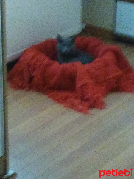 Mavi Rus, Kedi  Özka fotoğrafı