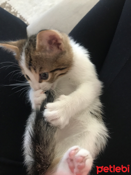 Tekir Kedi, Kedi  Yumak fotoğrafı