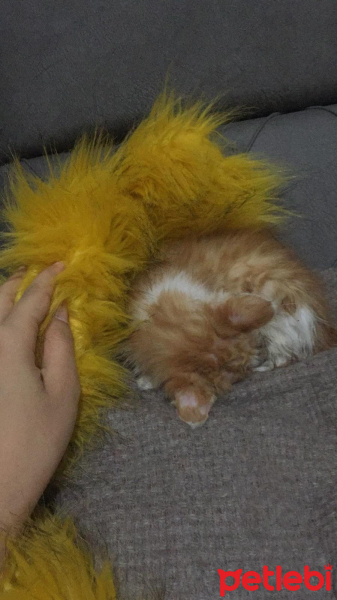 Sarman, Kedi  balım fotoğrafı
