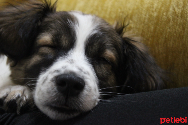 Russian Spaniel, Köpek  SOSİS fotoğrafı