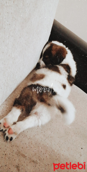 Russian Spaniel, Köpek  SOSİS fotoğrafı