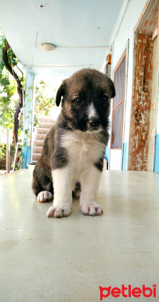 Sokö (Sokak Köpeği), Köpek  Şila fotoğrafı