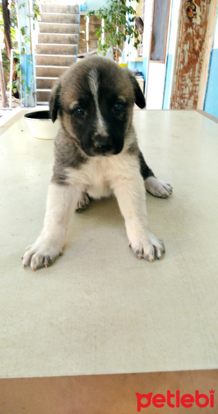 Sokö (Sokak Köpeği), Köpek  Leydi fotoğrafı