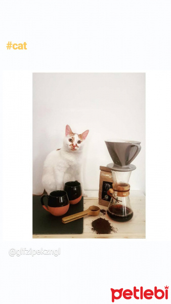 Sarman, Kedi  Bambam fotoğrafı