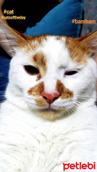 Sarman, Kedi  Bambam fotoğrafı