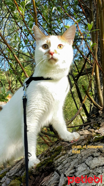 Sarman, Kedi  Bambam fotoğrafı