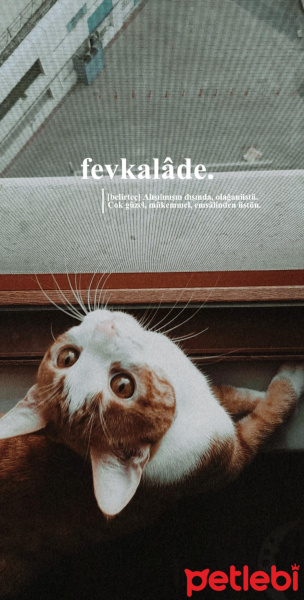 Tekir Kedi, Kedi  Meva fotoğrafı