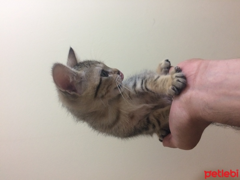 Tekir Kedi, Kedi  Küçük lokumum fotoğrafı