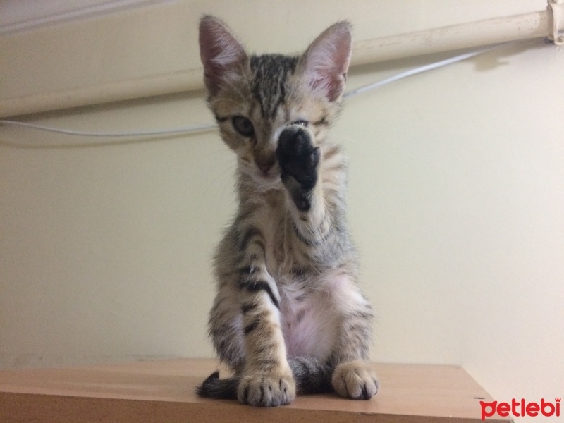 Tekir Kedi, Kedi  Küçük lokumum fotoğrafı