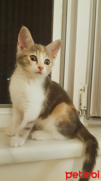 Tekir Kedi, Kedi  Nala fotoğrafı