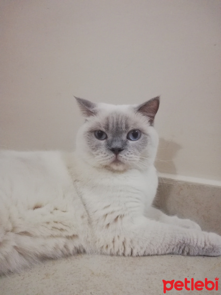 British Shorthair, Kedi  Mia fotoğrafı