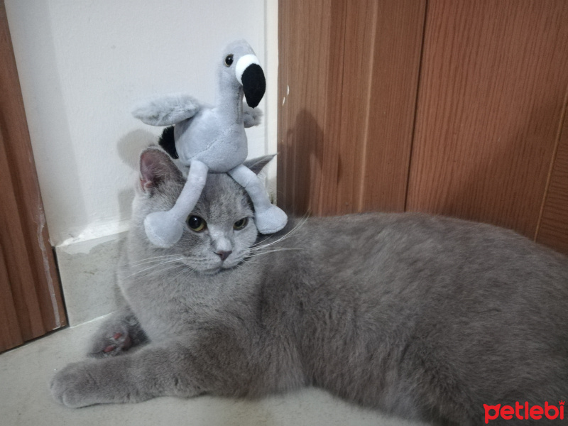 British Shorthair, Kedi  Lina fotoğrafı
