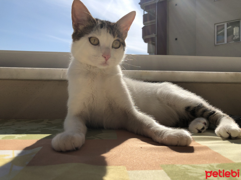 Tekir Kedi, Kedi  Loki fotoğrafı