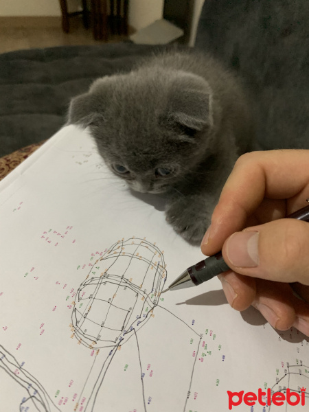Scottish Fold, Kedi  Bızdık fotoğrafı
