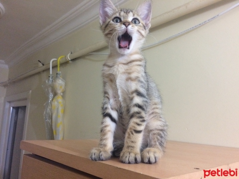 Tekir Kedi, Kedi  Küçük lokumlarım :) fotoğrafı