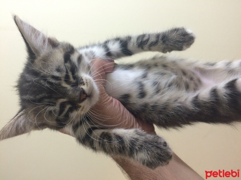 Tekir Kedi, Kedi  Küçük lokumlarım :) fotoğrafı